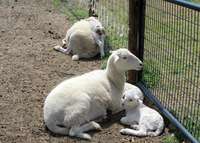 Sheep_and_lambs_3_17_17