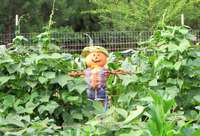 Scarecrow_in_green_beans