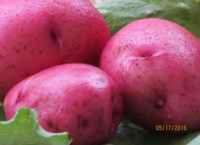 Red_potatoes