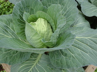 Cabbage